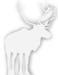 Caribou