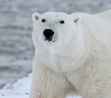 ours polaire
