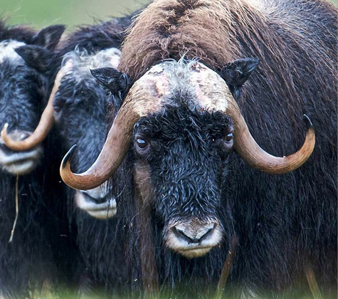 Boeufs musqués