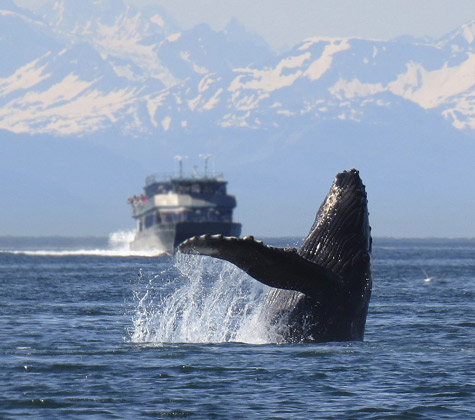 Baleine